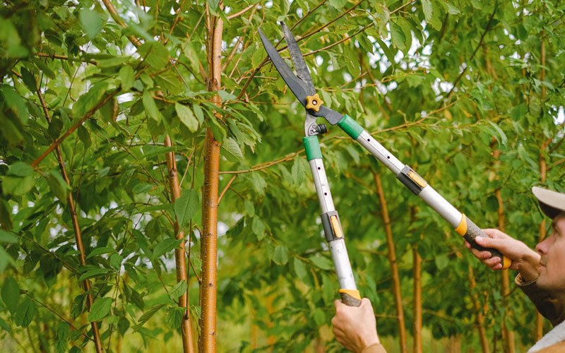 Tree trimming in Ogden, IA